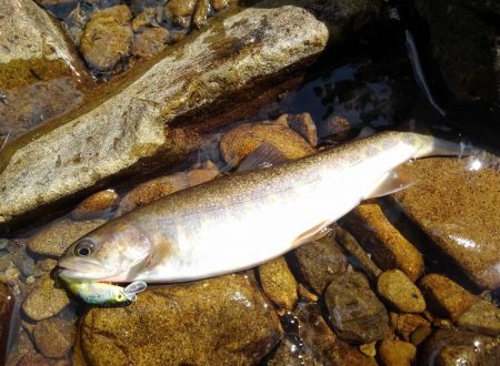 渓流ミノーイング
